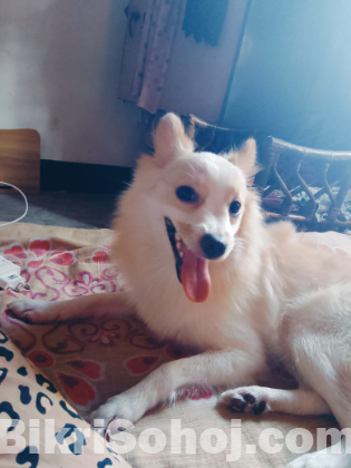 German spitz female dog